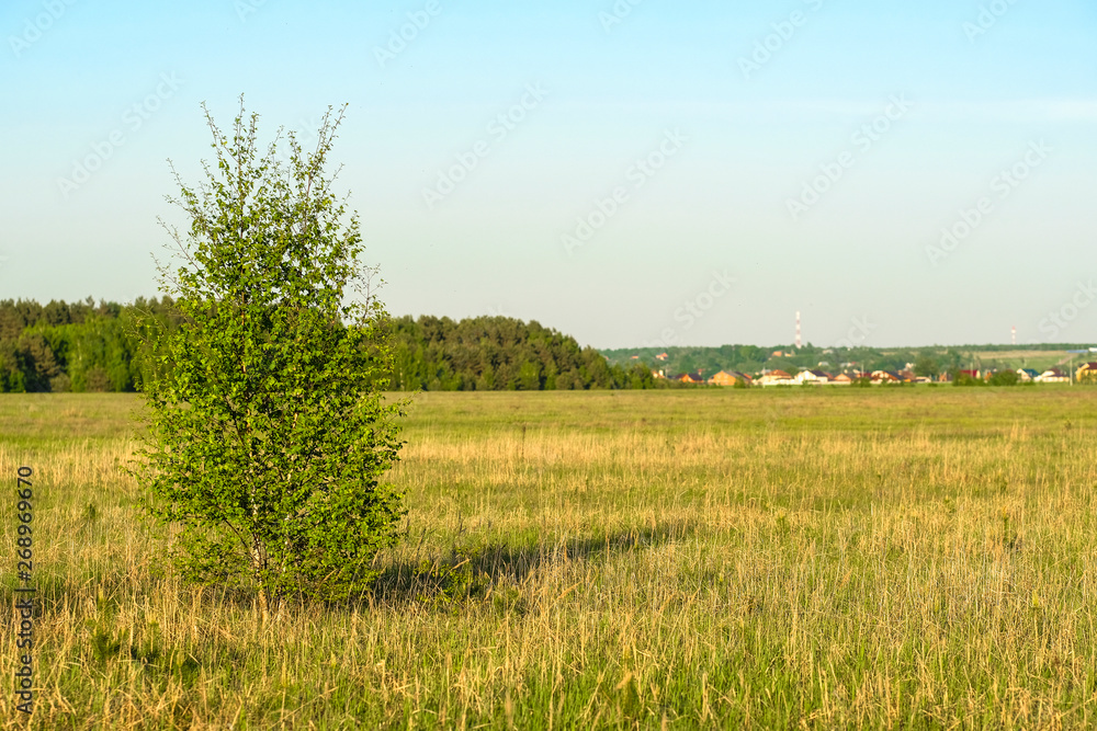 Poster landscape with the image of forest