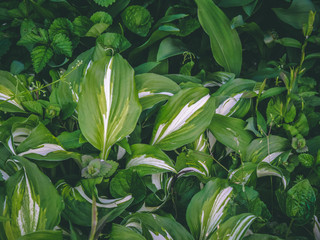 garden greens growing in spring