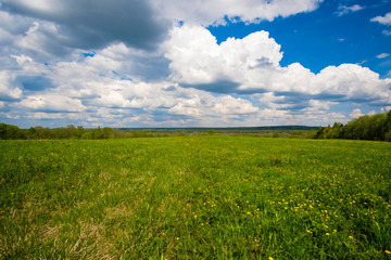 Landscape with the image of forest