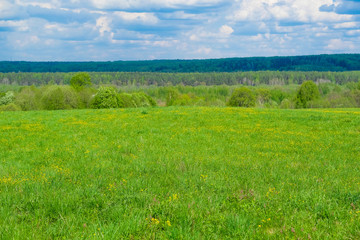 Landscape with the image of forest