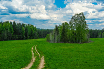 Landscape with the image of forest