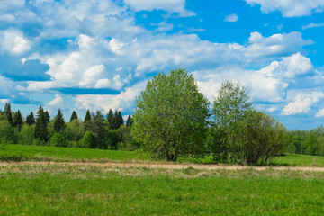 Landscape with the image of forest