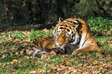 The Siberian tiger,Panthera tigris altaica in the zoo