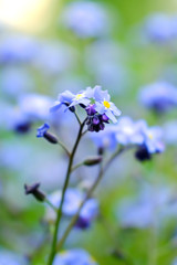 Macro blue petals forget-me-not. Spring wildflowers. Close up. Selective focus. Bokeh