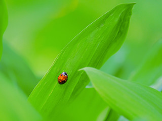 Ladybug on leaf lily of the valley. Blurred background.