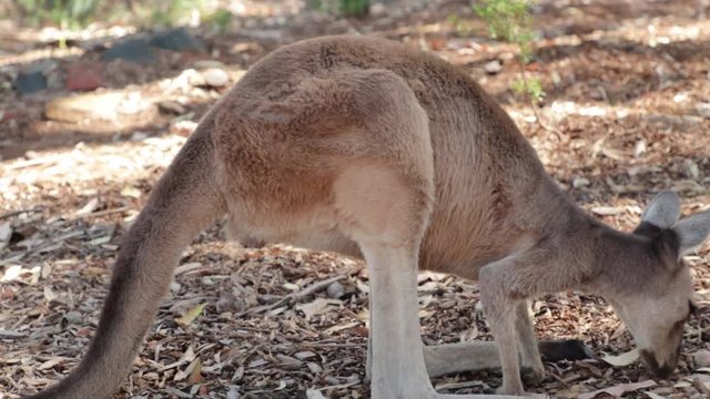 kangaroo doing caca in a close up