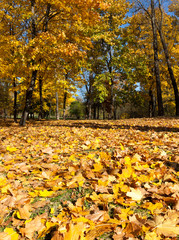 Beautiful orange foliage