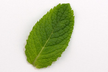 Leaf of fragrant peppermint