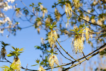 Branches of maple with blooming flowers