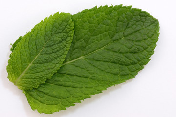 Leaves of fragrant peppermint