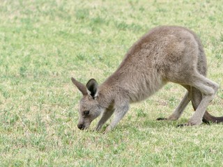 Naklejka na ściany i meble neugieriges Känguru-Baby