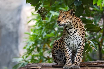  Close up Leopard. © ake