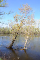 Spring flood. The forest is flooded by the overflowing river.