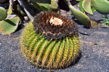 Round cactus with spines in desert, Lanzarote Island, Canary Island, Spain