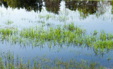 grass growing in water
