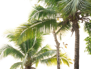 Fototapeta na wymiar Coconut tree natural background.