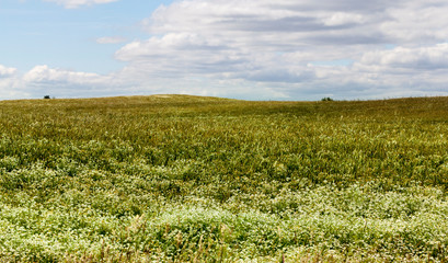 Wheat field