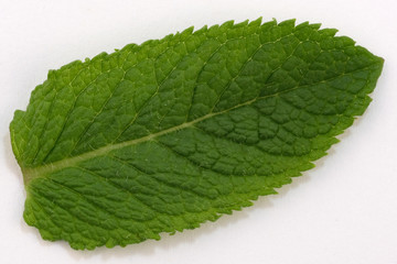 Leaf of fragrant peppermint