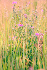 Fototapeta na wymiar Pink wildflowers in green grass.