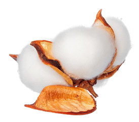 Cotton flowers on white background