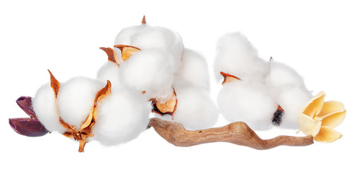 Cotton flowers on white background