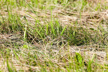 green grass cut