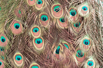 Obraz premium Abstract background of peacock feathers coral color