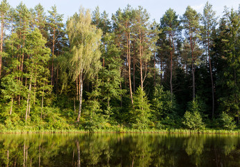 Obraz premium shore reflection of trees