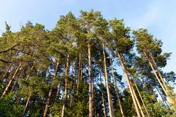 tall pines