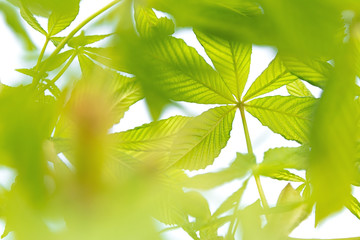 View of green chestnut branches developing in the wind on a white background.