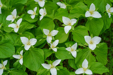 オオバナノエンレイソウ