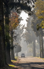 A vehicle drives down a street lined with tall trees and sunlight filtering through the branches image with copy space in portrait format
