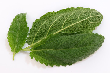 Leaves of spicy sage
