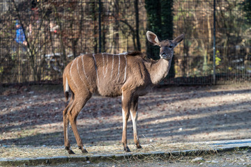 Greater kudu, Tragelaphus strepsiceros is a woodland antelope