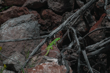 Fototapeta na wymiar Green little lizard on rock