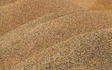 Harvest grain heap mixed.