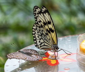 Tree Nymph butterfly or Rice Paper butterfly, Idea leuconoe on flowers