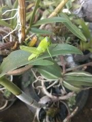 Fototapeta premium green grasshoppers alighted in the leaves