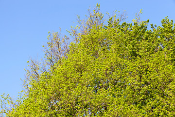 Spring trees detail branches