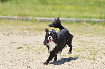 Fototapeta premium It is a picture of Chihuahuas taking a walk