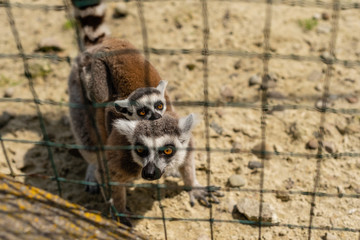 Ring-tailed lemur catta. Single Lemur staring directly at camera