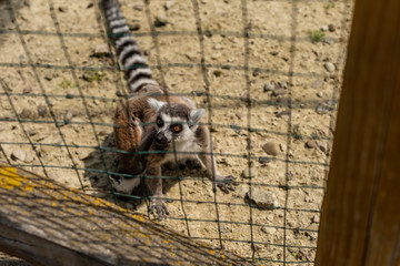 Ring-tailed lemur catta. Single Lemur staring directly at camera