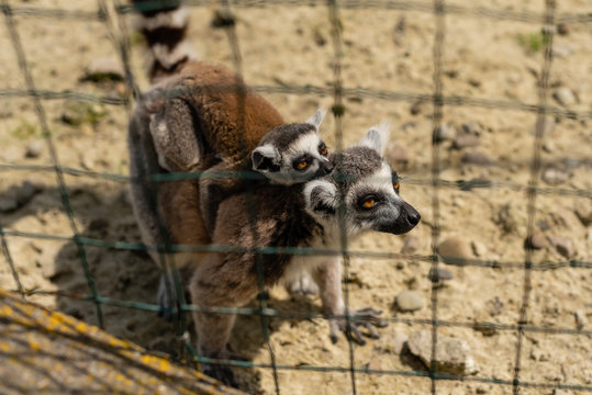 Ring-tailed lemur catta. Single Lemur staring directly at camera
