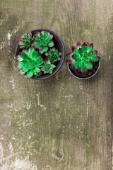 Aeoniums wood timber flower green leaves pink purple plant background top view coleus stone rose