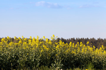 Blooming canola