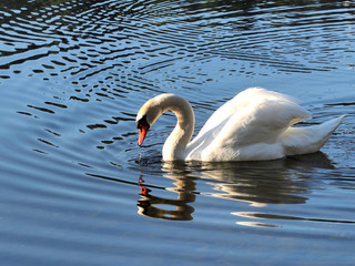 Schwan in der Morgensonne, Bad Aussee, Steiermark, Österreich