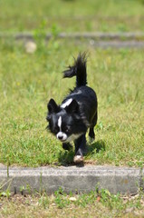 Obraz premium It is a picture of Chihuahuas taking a walk