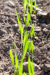 Sprout soil wheat rows
