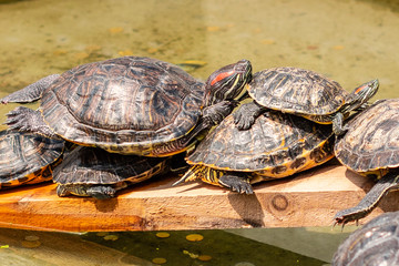 Several turtles have a rest about water in sunny summer day