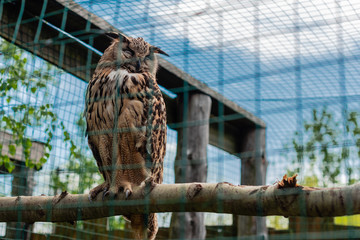 The eagle owl sits on a branch in the open-air cage in a zoo in sunny summer day